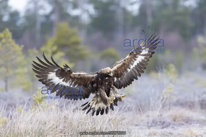 : Golden Eagle flight : Golden Eagle flight