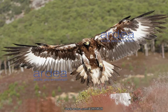 : Golden Eagle - in flight - landing : Golden Eagle - in flight - landing