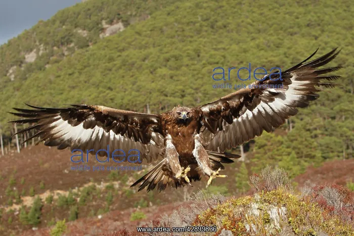 : Golden Eagle - in flight - landing : Golden Eagle - in flight - landing