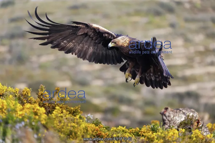  : Golden Eagle - Flight - Spain