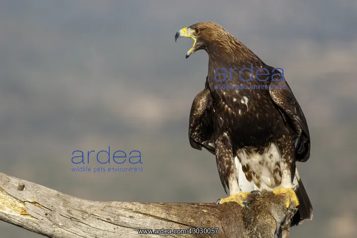 : Golden Eagle - immature, first winter plumage eating : Golden Eagle - immature, first winter plumage eating