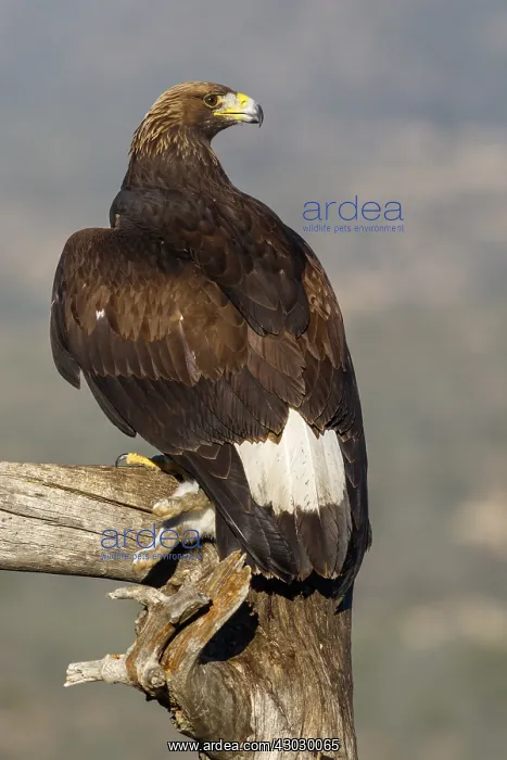 : Golden Eagle - immature, first winter plumage eating : Golden Eagle - immature, first winter plumage eating