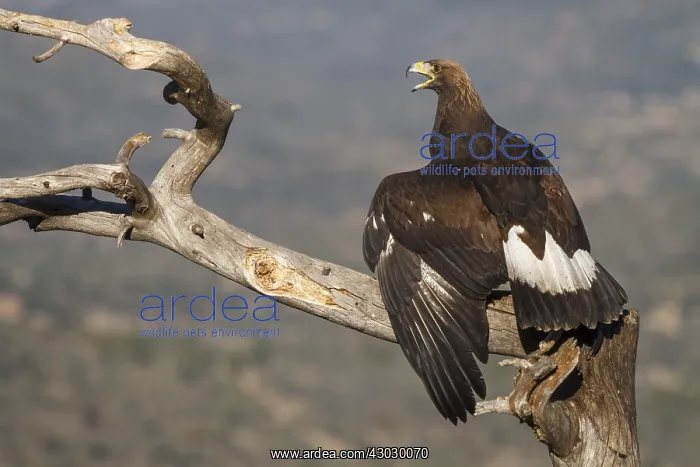 : Golden Eagle - immature, first winter plumage eating : Golden Eagle - immature, first winter plumage eating