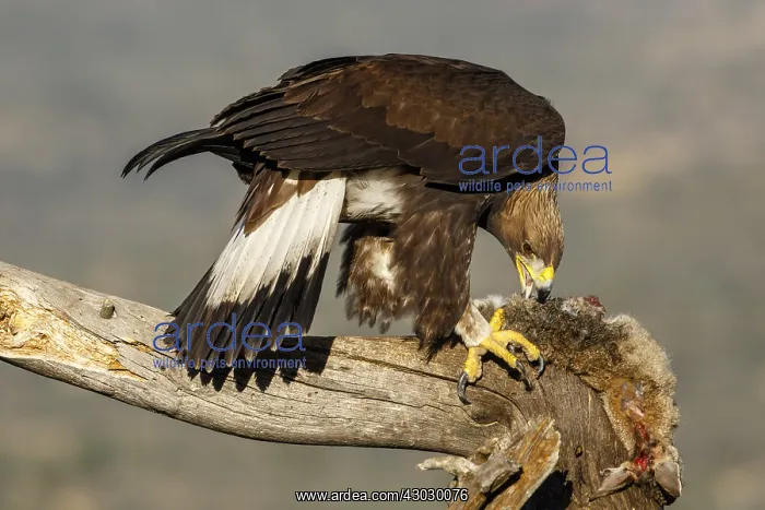  : Golden Eagle - immature, first winter plumage eating