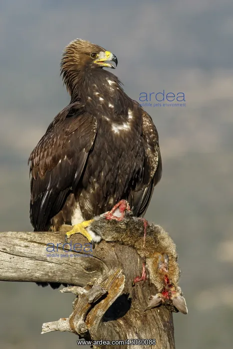 : Golden Eagle - immature, first winter plumage eating : Golden Eagle - immature, first winter plumage eating