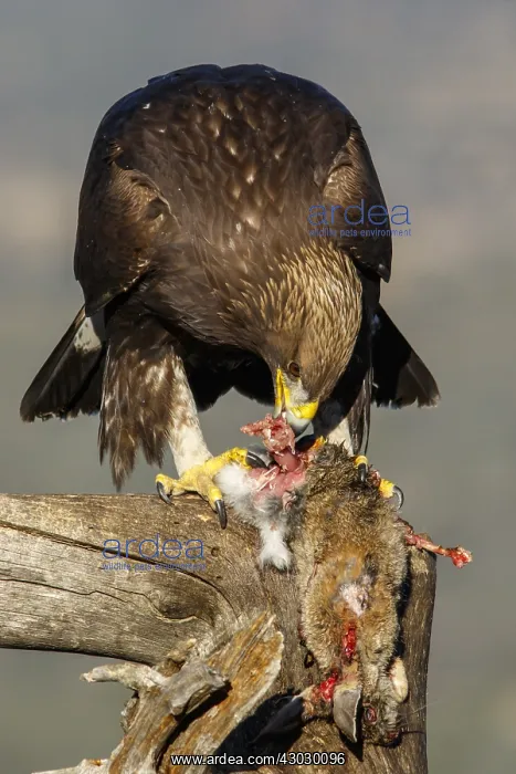 : Golden Eagle - immature, first winter plumage eating : Golden Eagle - immature, first winter plumage eating