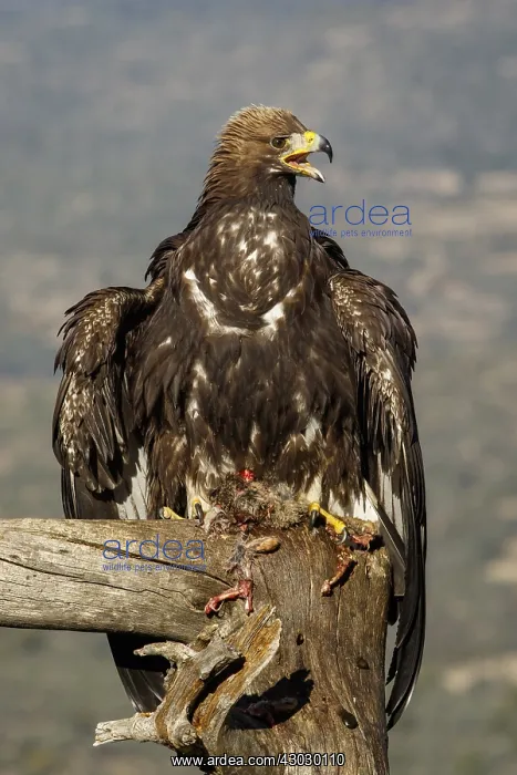 : Golden Eagle - immature, first winter plumage eating : Golden Eagle - immature, first winter plumage eating