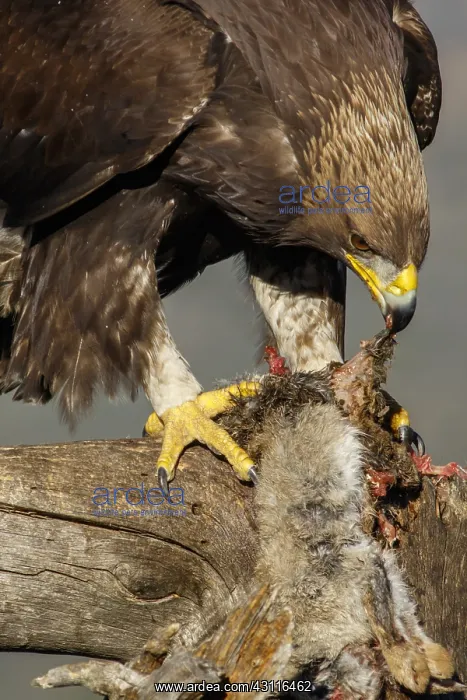: Golden Eagle - immature, first winter plumage eating : Golden Eagle - immature, first winter plumage eating
