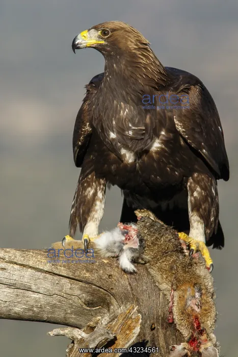 : Golden Eagle - immature, first winter plumage eating : Golden Eagle - immature, first winter plumage eating