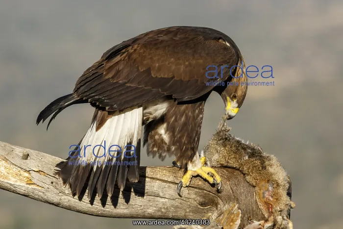 : Golden Eagle - immature, first winter plumage eating : Golden Eagle - immature, first winter plumage eating