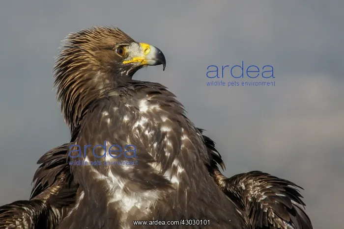 : Golden Eagle - immature, first winter plumage portrait : Golden Eagle - immature, first winter plumage portrait