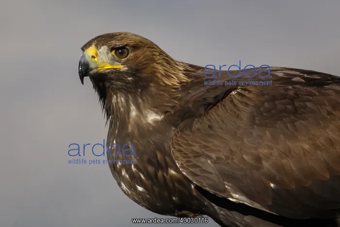 : Golden Eagle - immature, first winter plumage portrait : Golden Eagle - immature, first winter plumage portrait