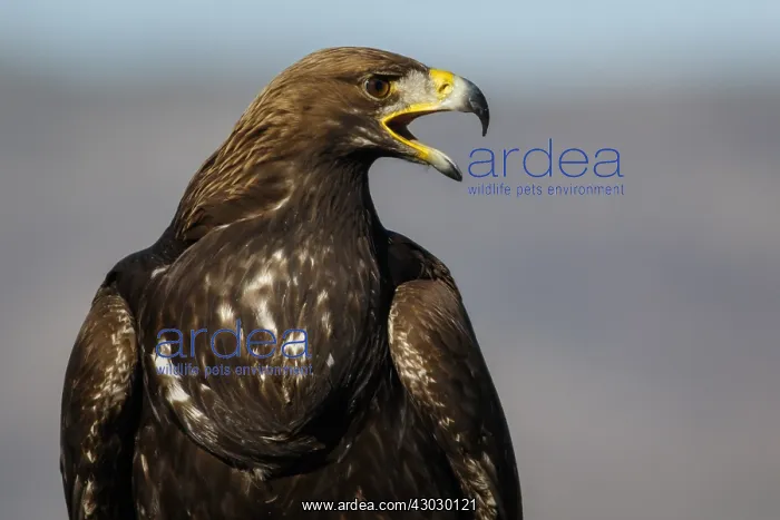 : Golden Eagle - immature, first winter plumage portrait : Golden Eagle - immature, first winter plumage portrait