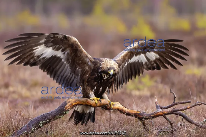 : Golden Eagle juvenile : Golden Eagle juvenile