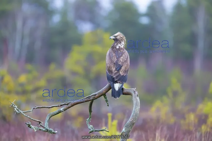 : Golden Eagle juvenile : Golden Eagle juvenile