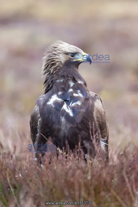 : Golden Eagle juvenile : Golden Eagle juvenile