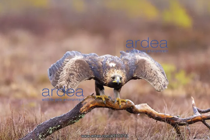 : Golden Eagle juvenile : Golden Eagle juvenile