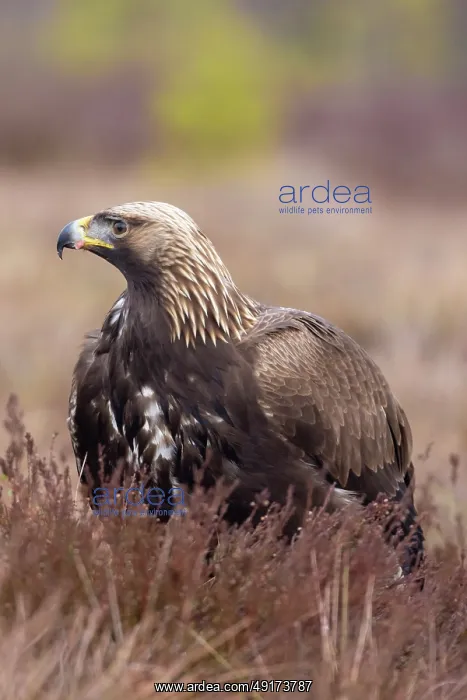 : Golden Eagle juvenile : Golden Eagle juvenile