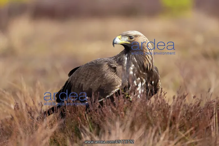 : Golden Eagle juvenile : Golden Eagle juvenile