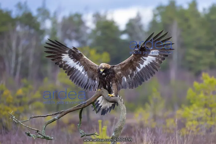 : Golden Eagle juvenile : Golden Eagle juvenile