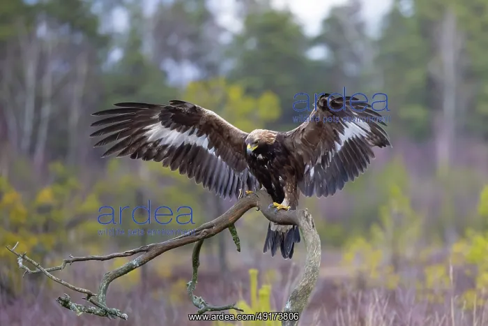 : Golden Eagle juvenile : Golden Eagle juvenile