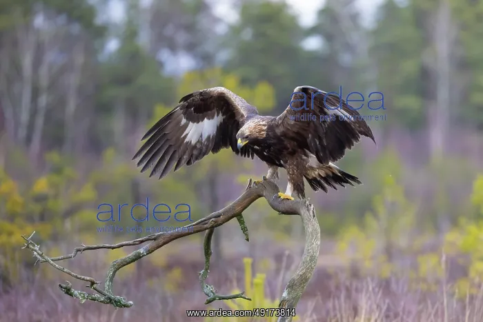 : Golden Eagle juvenile : Golden Eagle juvenile