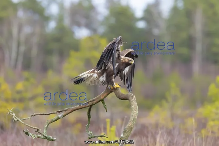 : Golden Eagle juvenile : Golden Eagle juvenile