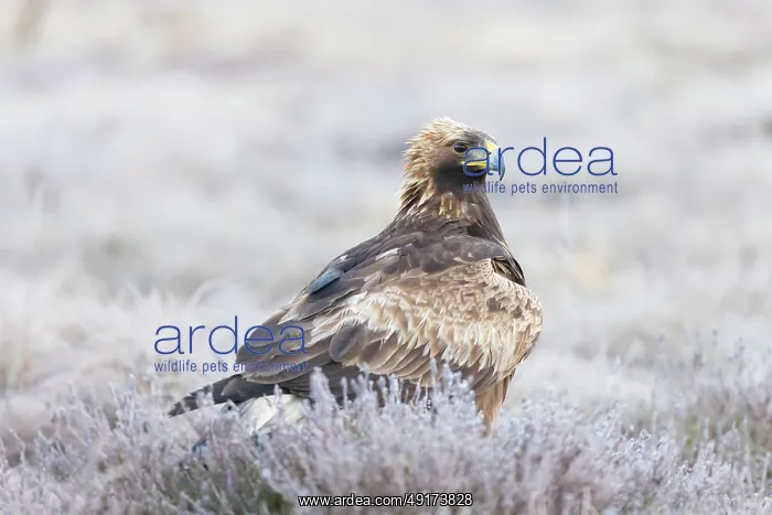 : Golden Eagle juvenile : Golden Eagle juvenile