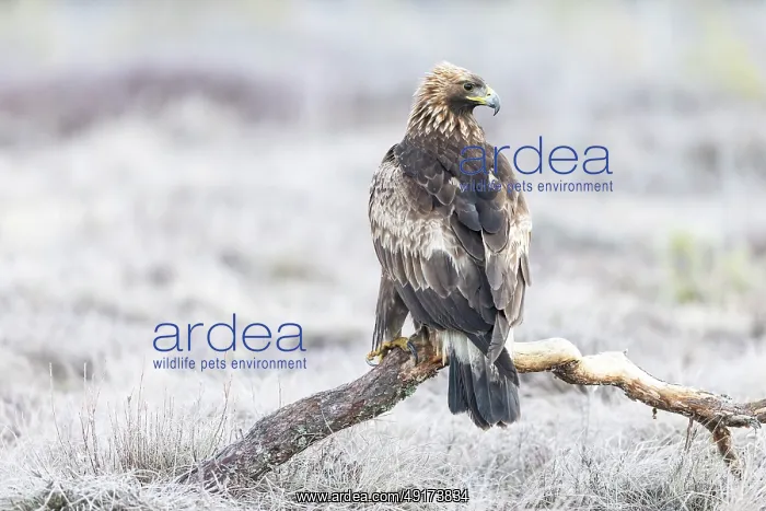 : Golden Eagle juvenile : Golden Eagle juvenile