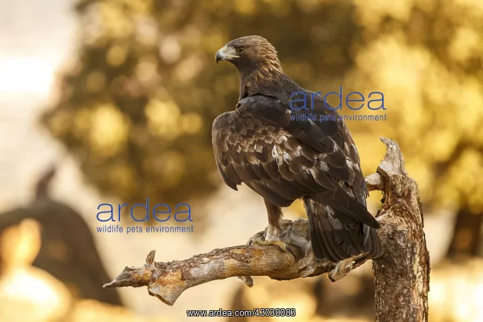 : Golden Eagle - male eating a rabbit - Castilla Leon : Golden Eagle - male eating a rabbit - Castilla Leon