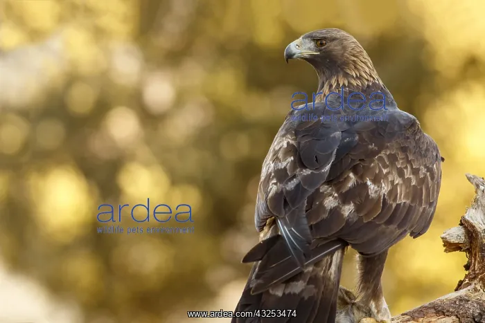 : Golden Eagle - male eating a rabbit - Castilla Leon : Golden Eagle - male eating a rabbit - Castilla Leon