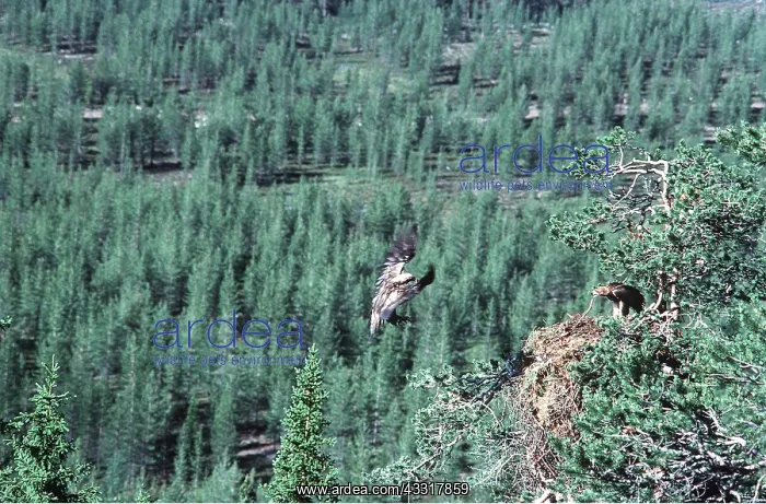 : GOLDEN EAGLE - Male flying to nest with female : GOLDEN EAGLE - Male flying to nest with female