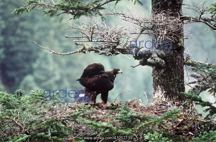 : Golden Eagle - on nest : Golden Eagle - on nest