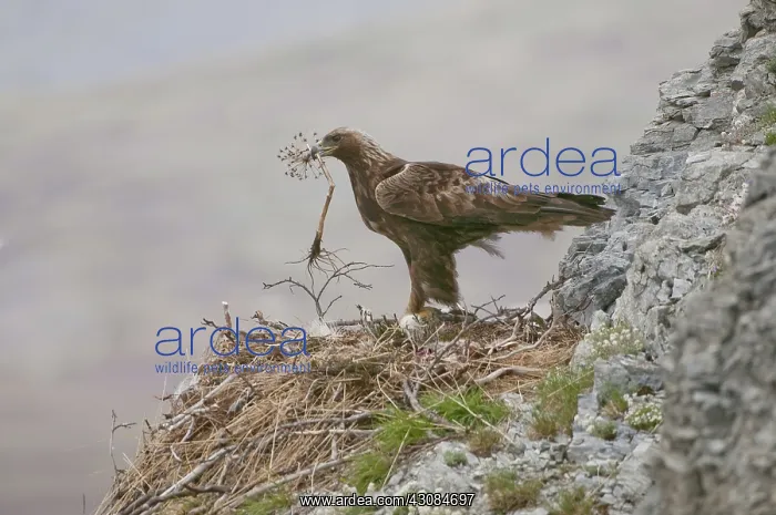: Golden eagle at the nest in Alaska : Golden eagle at the nest in Alaska