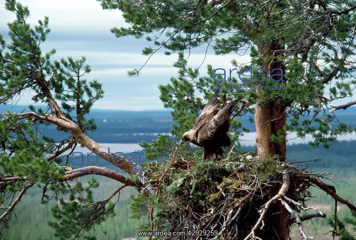 : Golden Eagle - nest-building. Eagles build on the : Golden Eagle - nest-building. Eagles build on the