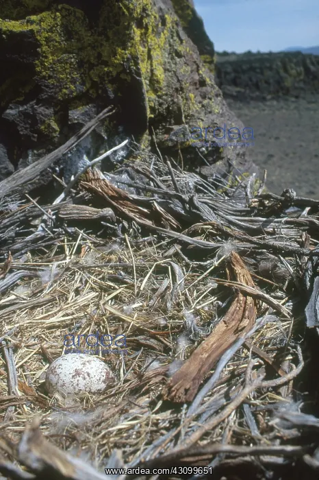 : Golden Eagle Nest with Egg : Golden Eagle Nest with Egg