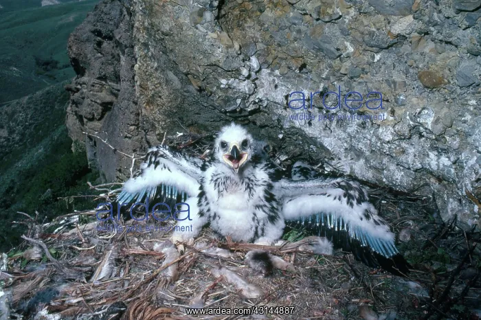 : Golden Eagle Nestling : Golden Eagle Nestling
