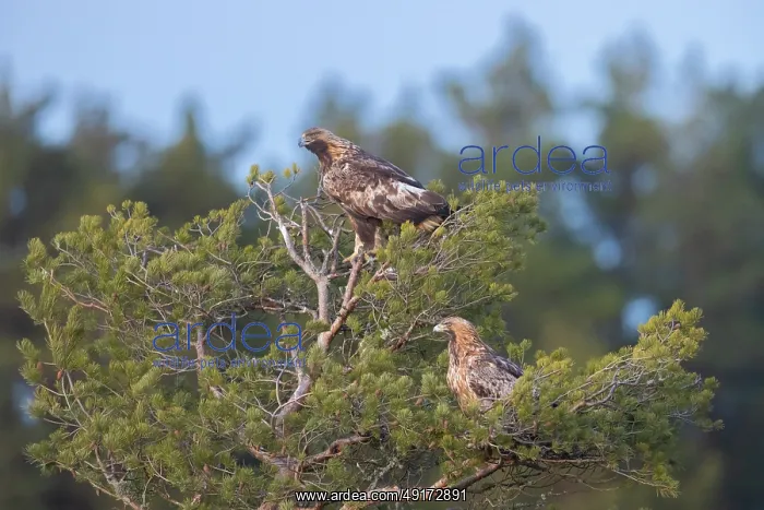  : Golden Eagle pair