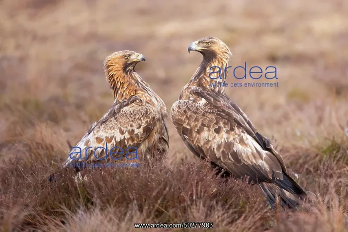 : Golden Eagle Pair : Golden Eagle Pair