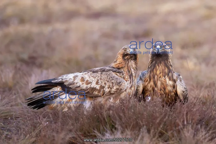 : Golden Eagle Pair