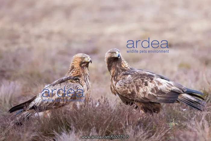 : Golden Eagle Pair : Golden Eagle Pair