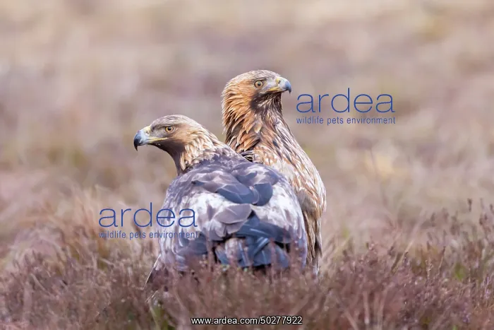 : Golden Eagle Pair : Golden Eagle Pair