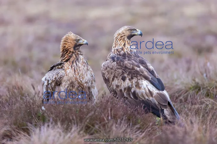 : Golden Eagle Pair : Golden Eagle Pair