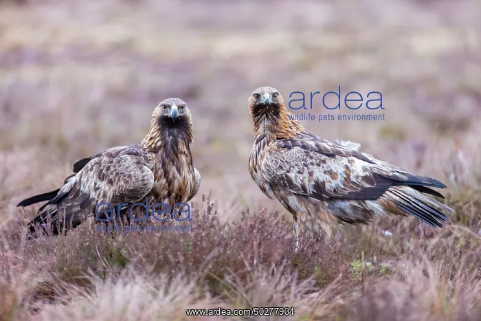 : Golden Eagle Pair : Golden Eagle Pair