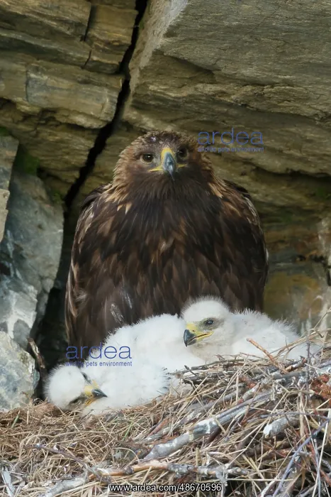 : Golden eagle parent watches over young chicks in the nest : Golden eagle parent watches over young chicks in the nest