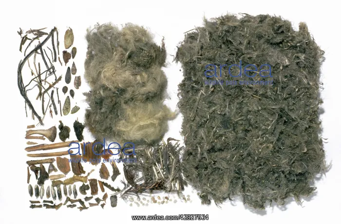 : Golden Eagle - pellet contents : Golden Eagle - pellet contents