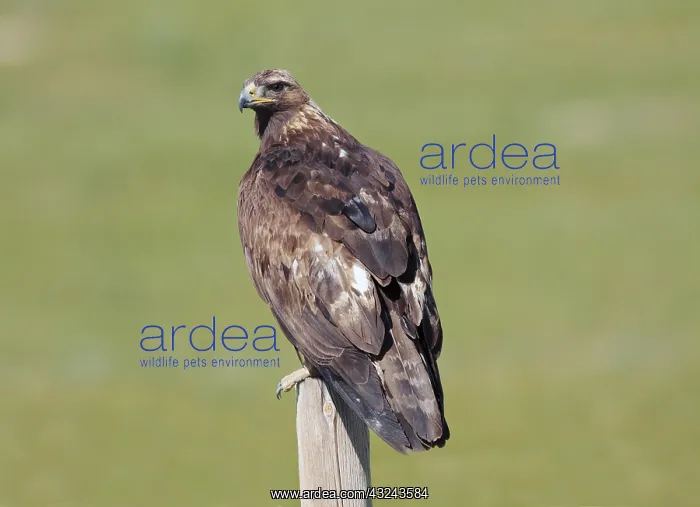  : Golden Eagle perched on fence post
