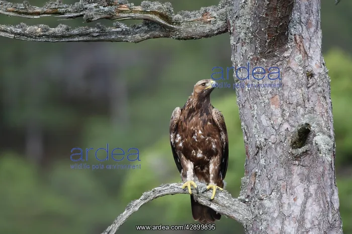 : Golden Eagle - perched on pine : Golden Eagle - perched on pine