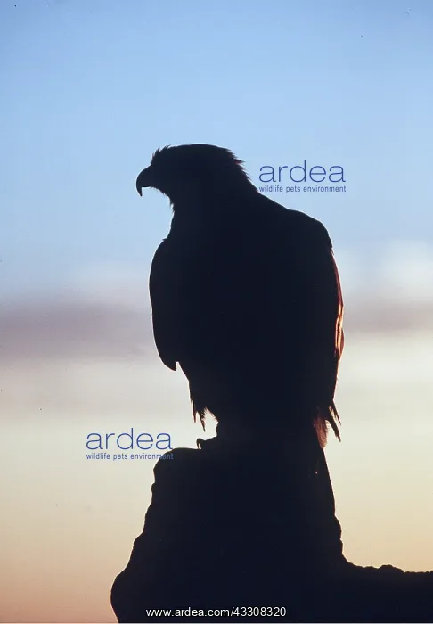 : GOLDEN EAGLE - perched on rock with sunset glow, Silhouette : GOLDEN EAGLE - perched on rock with sunset glow, Silhouette