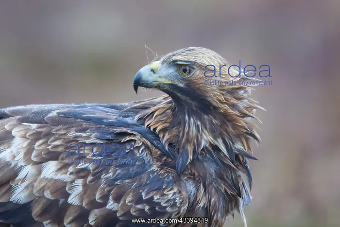 : Golden Eagle Portrait : Golden Eagle Portrait